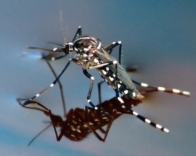 Mosquito tigre en carcoma.science todo lo que necesitas saber sobre el mosquito tigre