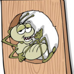 Prevencion contra termitas y trucos sencillos para eliminarlas