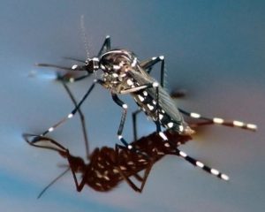 Mosquito tigre en carcoma.science todo lo que necesitas saber sobre el mosquito tigre